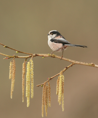 Omdat het zulke kleine vogeltjes zijn heb ik het eindstuk van het takje bij het croppen weggelaten om de staartmees iets meer in beeld te krijgen. Het blijven zeer beweeglijke vogeltjes en het vergt veel geduld om ze te kunnen vereeuwigen.