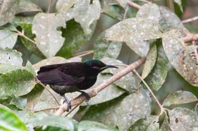 <i class='fa fa-user'></i> Peter Heslenfeld |   Victoria's Geweervogel  <i class='fa fa-eye'> 146</i>   <i class='fa fa-comment-o'> 1</i>