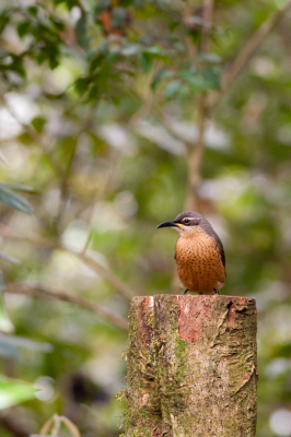 <i class='fa fa-user'></i> Peter Heslenfeld |   Victoria's Geweervogel  <i class='fa fa-eye'> 177</i>   <i class='fa fa-comment-o'> 4</i>