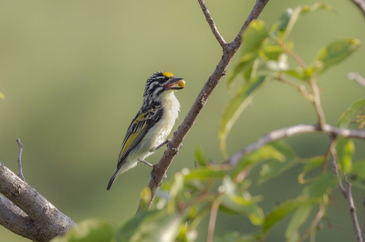 <i class='fa fa-user'></i> adriaan |   Geelvoorhoofdketellapper  <i class='fa fa-eye'> 246</i>  <i class='fa fa-thumbs-up'> 4</i>   <i class='fa fa-comment-o'> 8</i>