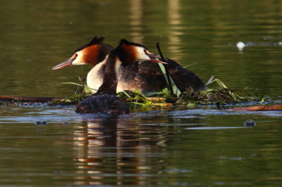 Foto genomen vanaf een vlonder/ stap, zodat ik vlak boven het water zat en de futen op bijna ooghoogte kon fotograferen. Mannetje helpt met bouwen van het nest.