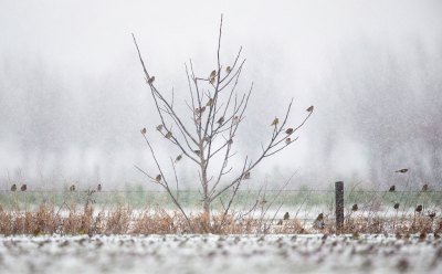 <i class='fa fa-user'></i> vanmarle |   Groenling  <i class='fa fa-eye'> 292</i>   <i class='fa fa-comment-o'> 3</i>