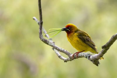 <i class='fa fa-user'></i> adriaan |   Kaapse Wever  <i class='fa fa-eye'> 281</i>  <i class='fa fa-thumbs-up'> 4</i>   <i class='fa fa-comment-o'> 9</i>