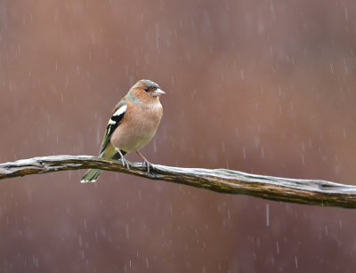 <i class='fa fa-user'></i> Ruud Scherpenisse |   Vink  <i class='fa fa-eye'> 281</i>  <i class='fa fa-thumbs-up'> 3</i>   <i class='fa fa-comment-o'> 7</i>