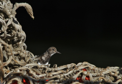 <i class='fa fa-user'></i> Fons Hoiting |   Steenloper  <i class='fa fa-eye'> 303</i>  <i class='fa fa-thumbs-up'> 7</i>   <i class='fa fa-comment-o'> 16</i>