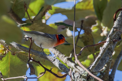 <i class='fa fa-user'></i> Paul van Giersbergen |   Roodmaskerzanger  <i class='fa fa-eye'> 144</i>   <i class='fa fa-comment-o'> 0</i>