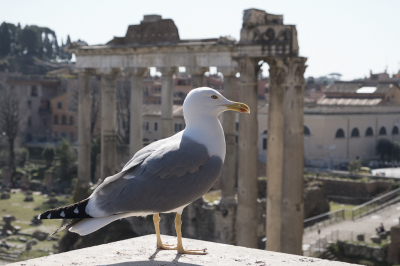 <i class='fa fa-user'></i> Gert-Jan Cromwijk |   Geelpootmeeuw  <i class='fa fa-eye'> 276</i>  <i class='fa fa-thumbs-up'> 1</i>   <i class='fa fa-comment-o'> 7</i>