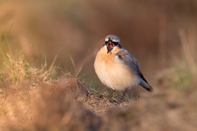 <i class='fa fa-user'></i> andrevanreenen91 |   Tapuit  <i class='fa fa-eye'> 274</i>  <i class='fa fa-thumbs-up'> 1</i>   <i class='fa fa-comment-o'> 4</i>