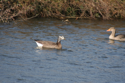 Samen met een paar grauwe ganzen in het kanaal ten noorden van Apeldoorn. Een kruising?