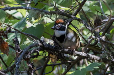 <i class='fa fa-user'></i> Paul van Giersbergen |   Kraagtowie  <i class='fa fa-eye'> 128</i>   <i class='fa fa-comment-o'> 2</i>