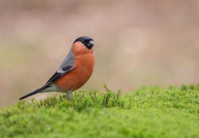 2x per jaar ga ik in een vogelhut zitten. En daar kan ik dan volop van genieten, zeker als zo'n mooie soort als de Goudvink verschijnt. 

Vanuit schuilhut, op grondstatief.