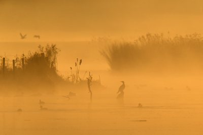 <i class='fa fa-user'></i> vanmarle |   Aalscholver  <i class='fa fa-eye'> 487</i>  <i class='fa fa-thumbs-up'> 17</i>   <i class='fa fa-comment-o'> 12</i>