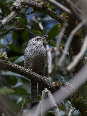 <i class='fa fa-user'></i> Paul van Giersbergen |   Grijsbandwinterkoning  <i class='fa fa-eye'> 141</i>   <i class='fa fa-comment-o'> 3</i>