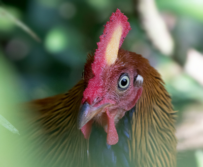 <i class='fa fa-user'></i> Frank van der Wielen |   Ceylonhoen  <i class='fa fa-eye'> 268</i>  <i class='fa fa-thumbs-up'> 6</i>   <i class='fa fa-comment-o'> 6</i>