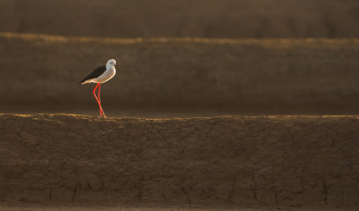 <i class='fa fa-user'></i> Hans Overduin |   Steltkluut  <i class='fa fa-eye'> 431</i>  <i class='fa fa-thumbs-up'> 24</i>   <i class='fa fa-comment-o'> 15</i>