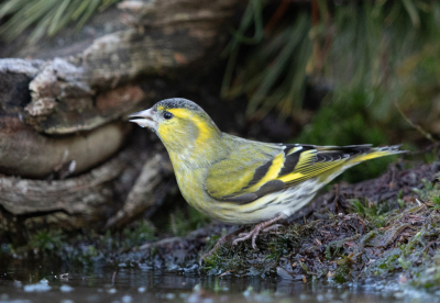 In fotohut HBN 3 deze dag 15 vogelsoorten mogen spotten, deze Sijs is er eentje van, blijft een leuke vogel.