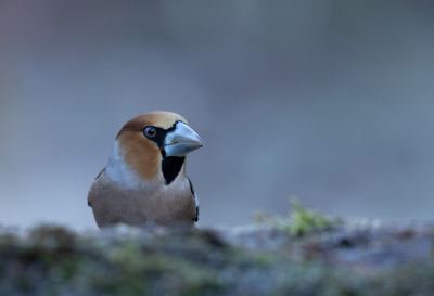 Deze Appelvink kwam even kijken, prachtige omstandigheden en een leuke dag met 15 vogelsoorten in een vogelhut in Lemele