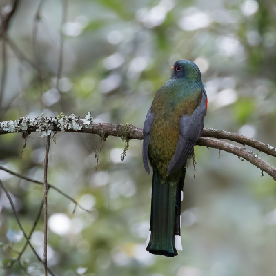<i class='fa fa-user'></i> Paul van Giersbergen |   Mexicaanse Trogon  <i class='fa fa-eye'> 175</i>  <i class='fa fa-thumbs-up'> 2</i>   <i class='fa fa-comment-o'> 3</i>