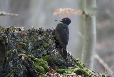 <i class='fa fa-user'></i> Gejo Wassink |   Zwarte Specht  <i class='fa fa-eye'> 457</i>  <i class='fa fa-thumbs-up'> 16</i>   <i class='fa fa-comment-o'> 19</i>