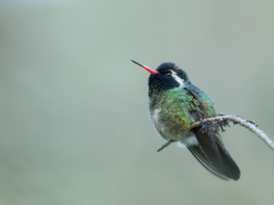 <i class='fa fa-user'></i> Paul van Giersbergen |   Witoorsaffierkolibrie  <i class='fa fa-eye'> 163</i>  <i class='fa fa-thumbs-up'> 2</i>   <i class='fa fa-comment-o'> 4</i>