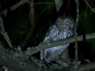 <i class='fa fa-user'></i> Paul van Giersbergen |   Gevlekte Schreeuwuil  <i class='fa fa-eye'> 136</i>  <i class='fa fa-thumbs-up'> 1</i>   <i class='fa fa-comment-o'> 0</i>