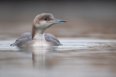 <i class='fa fa-user'></i> Hans Overduin |   Parelduiker  <i class='fa fa-eye'> 434</i>  <i class='fa fa-thumbs-up'> 29</i>   <i class='fa fa-comment-o'> 21</i>