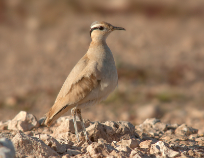<i class='fa fa-user'></i> Frank van der Wielen |   Renvogel  <i class='fa fa-eye'> 236</i>  <i class='fa fa-thumbs-up'> 4</i>   <i class='fa fa-comment-o'> 6</i>
