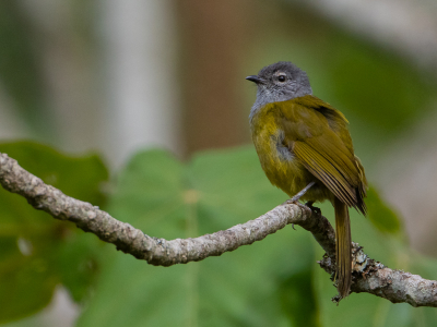 <i class='fa fa-user'></i> auk |   Oostelijke Grijskeelbuulbuul  <i class='fa fa-eye'> 179</i>  <i class='fa fa-thumbs-up'> 1</i>   <i class='fa fa-comment-o'> 2</i>