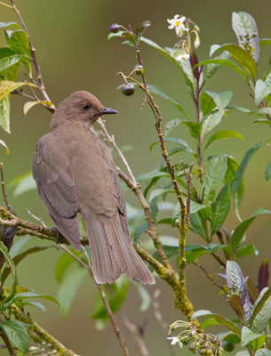 <i class='fa fa-user'></i> Paul Cools |   Cabanis' Lijster  <i class='fa fa-eye'> 144</i>   <i class='fa fa-comment-o'> 0</i>