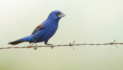 <i class='fa fa-user'></i> Paul Cools |   Blauwe Bisschop  <i class='fa fa-eye'> 188</i>  <i class='fa fa-thumbs-up'> 3</i>   <i class='fa fa-comment-o'> 5</i>