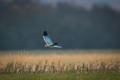 Eindelijk eens een blauwe kiekendief gespot, het wijfje had ik al paar keer gezien maar het mannetje nog nooit. Indrukwekkende vogel .