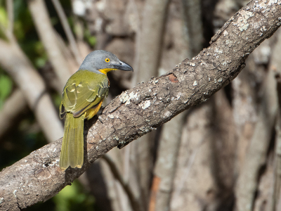 <i class='fa fa-user'></i> auk |   Spookklauwier  <i class='fa fa-eye'> 234</i>  <i class='fa fa-thumbs-up'> 2</i>   <i class='fa fa-comment-o'> 2</i>