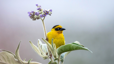 En van de vele Geel/Zwarte Weavers. Dit was een van de eerste foto's die ik maakte in Kenia.