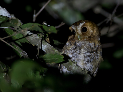 <i class='fa fa-user'></i> Paul van Giersbergen |   Ponderosadwergooruil  <i class='fa fa-eye'> 174</i>   <i class='fa fa-comment-o'> 2</i>