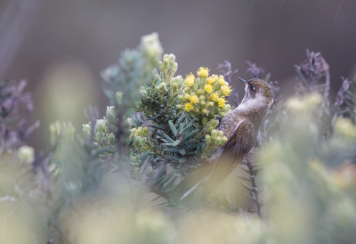 <i class='fa fa-user'></i> charlysax |   Groenbaardhelmkolibrie  <i class='fa fa-eye'> 216</i>  <i class='fa fa-thumbs-up'> 13</i>   <i class='fa fa-comment-o'> 10</i>