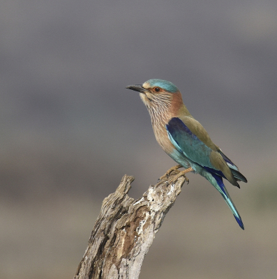 <i class='fa fa-user'></i> Gerard Visser |   Indische Scharrelaar  <i class='fa fa-eye'> 377</i>  <i class='fa fa-thumbs-up'> 32</i>   <i class='fa fa-comment-o'> 26</i>