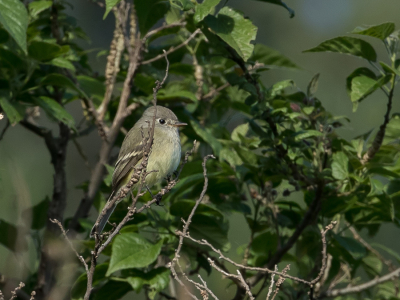 <i class='fa fa-user'></i> Paul van Giersbergen |   Struikfeetiran  <i class='fa fa-eye'> 162</i>   <i class='fa fa-comment-o'> 2</i>
