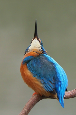 <i class='fa fa-user'></i> corvanspijk |   IJsvogel  <i class='fa fa-eye'> 452</i>   <i class='fa fa-comment-o'> 6</i>