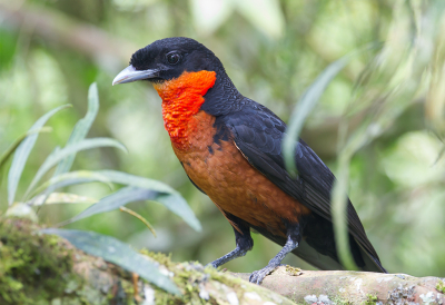 <i class='fa fa-user'></i> charlysax |   Roodkraagvruchtenkraai  <i class='fa fa-eye'> 173</i>   <i class='fa fa-comment-o'> 4</i>