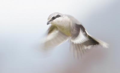 <i class='fa fa-user'></i> Jakob Keun |   Klapekster  <i class='fa fa-eye'> 444</i>  <i class='fa fa-thumbs-up'> 32</i>   <i class='fa fa-comment-o'> 16</i>