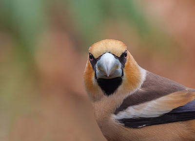 Boze blik van een Appelvink mannetje, recht in de lens. En boos kijken, dat kunnen ze goed :)