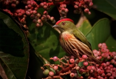 <i class='fa fa-user'></i> charlysax |   Westelijke Gestreepte Manakin  <i class='fa fa-eye'> 291</i>  <i class='fa fa-thumbs-up'> 24</i>   <i class='fa fa-comment-o'> 22</i>