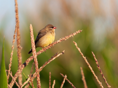 <i class='fa fa-user'></i> Wijnand van Buuren |   Tijgervink  <i class='fa fa-eye'> 208</i>   <i class='fa fa-comment-o'> 7</i>