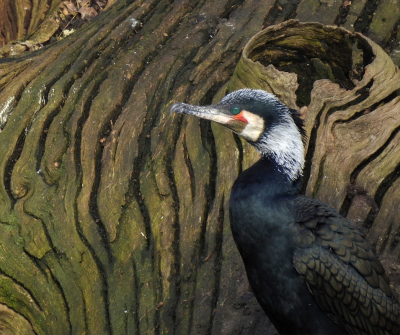 <i class='fa fa-user'></i> sieb |   Aalscholver  <i class='fa fa-eye'> 335</i>  <i class='fa fa-thumbs-up'> 14</i>   <i class='fa fa-comment-o'> 14</i>