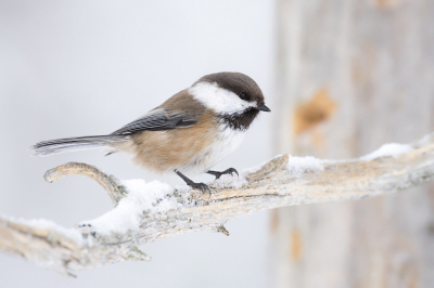 <i class='fa fa-user'></i> Bert Ooms |   Bruinkopmees  <i class='fa fa-eye'> 418</i>  <i class='fa fa-thumbs-up'> 24</i>   <i class='fa fa-comment-o'> 20</i>