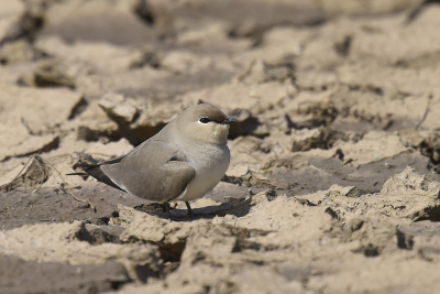 <i class='fa fa-user'></i> Gerard Visser |   Kleine Vorkstaartplevier  <i class='fa fa-eye'> 300</i>  <i class='fa fa-thumbs-up'> 7</i>   <i class='fa fa-comment-o'> 13</i>