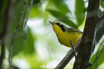 <i class='fa fa-user'></i> Paul van Giersbergen |   Kentuckyzanger  <i class='fa fa-eye'> 137</i>   <i class='fa fa-comment-o'> 2</i>