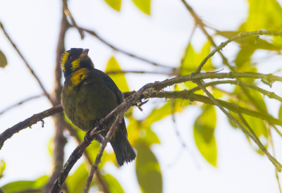 <i class='fa fa-user'></i> charlysax |   Goudringtangare  <i class='fa fa-eye'> 153</i>   <i class='fa fa-comment-o'> 3</i>