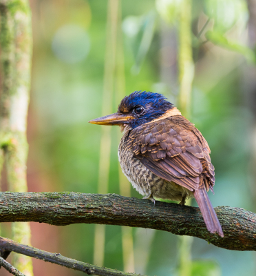 Mannetje. Een vrij zeldzame ijsvogel, maar heb waarschijnlijk erg geluk gehad, zowel man als vrouw gezien. Dit mannetje bleef echter ongestoord zitten, en liet mij uitgebreid mijn gang gaan. De grotere ijsvogels in de jungle van noord-Sulawesi zijn over het algemeen veel minder schuw, vergeleken met onze ijsvogel.