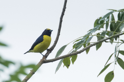 <i class='fa fa-user'></i> Paul van Giersbergen |   Struikorganist  <i class='fa fa-eye'> 166</i>   <i class='fa fa-comment-o'> 2</i>